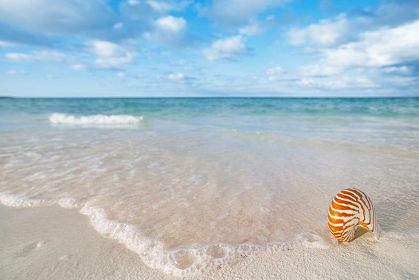 白い砂浜のオウムガイの殻 - 写真・画像