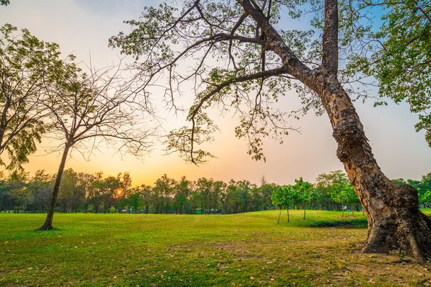 Parc public central prairie d'herbe verte avec coucher de soleil sur les arbres
 - Photo, image