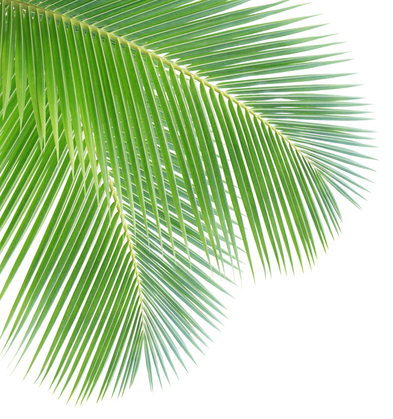 Foglia di cocco isolata su sfondo bianco - Foto, immagini