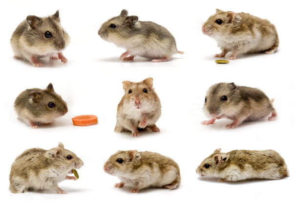 Hamster Baby collage set - Photo, Image