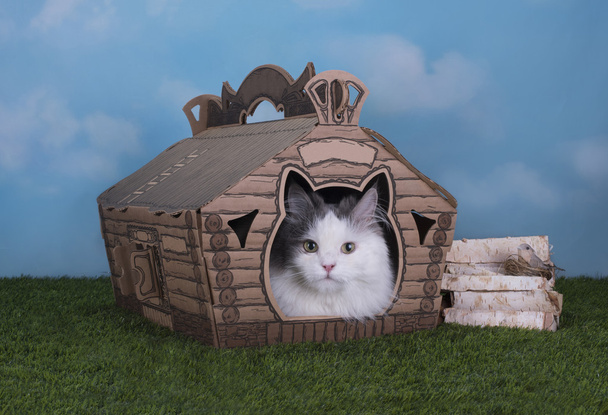 chat vit dans sa propre maison dans le village
 - Photo, image