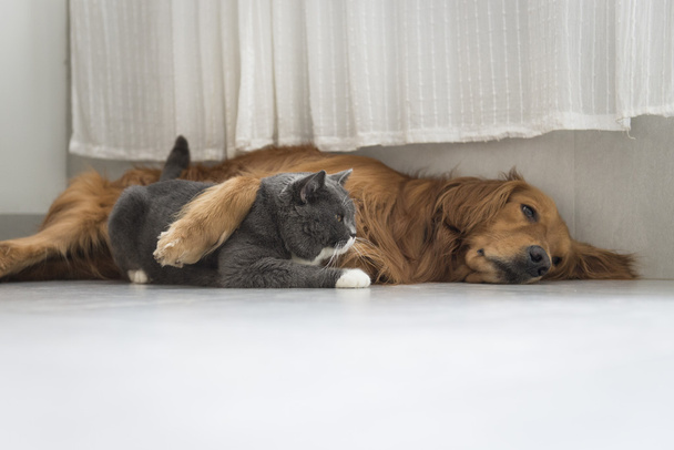 Dogs and cats snuggle together - Photo, Image