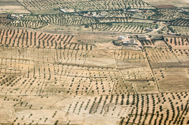 Olive plantation in Tunisia - Φωτογραφία, εικόνα