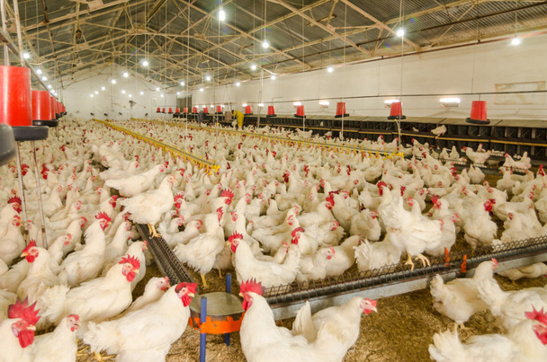 αγρόκτημα κοτόπουλου, λευκό κρέας - Φωτογραφία, εικόνα