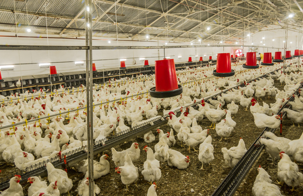 куриная ферма, производство белого мяса
 - Фото, изображение