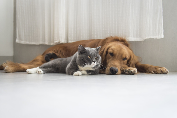 Perros y gatos acurrucados juntos
 - Foto, Imagen
