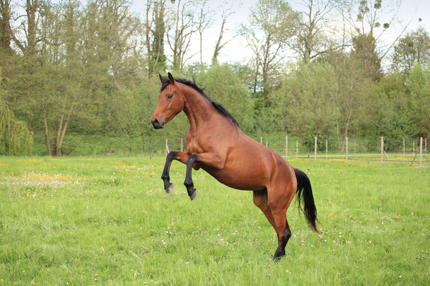 Brown horse prancing in a meadow in spring - Фото, зображення