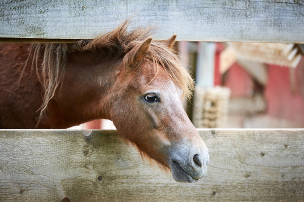 Horse looking through a fence - Photo, Image
