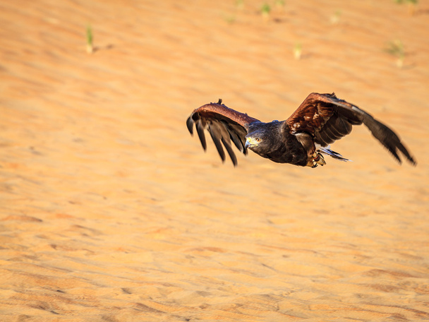 Harris Hawk latające nad wydmami - Zdjęcie, obraz