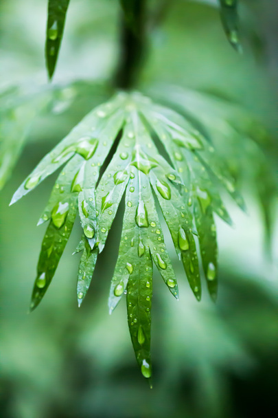  緑の葉、マクロ撮影で水滴 - 写真・画像