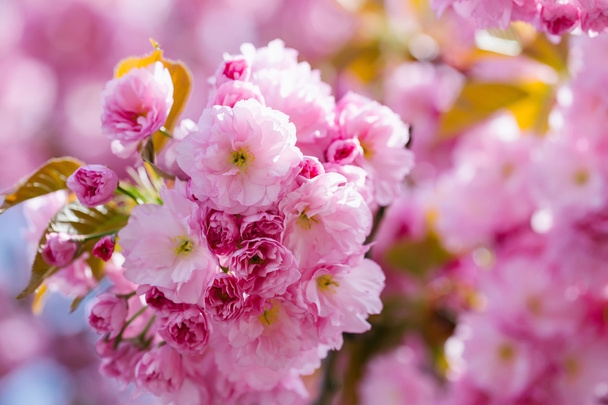Pink flowers in blossom - 写真・画像