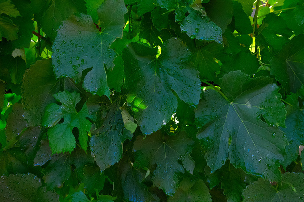 Beautiful leaf of grapes with rain drops - Photo, Image