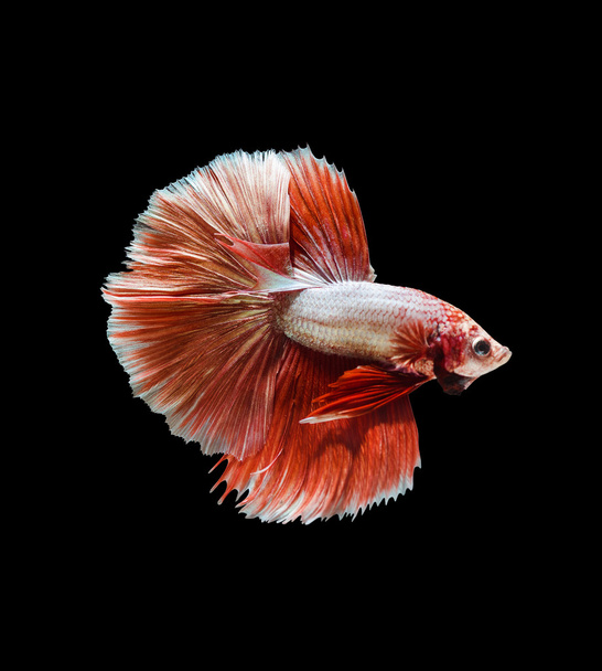 Captura el momento en movimiento de los peces siameses rojos de lucha, betta
 - Foto, imagen