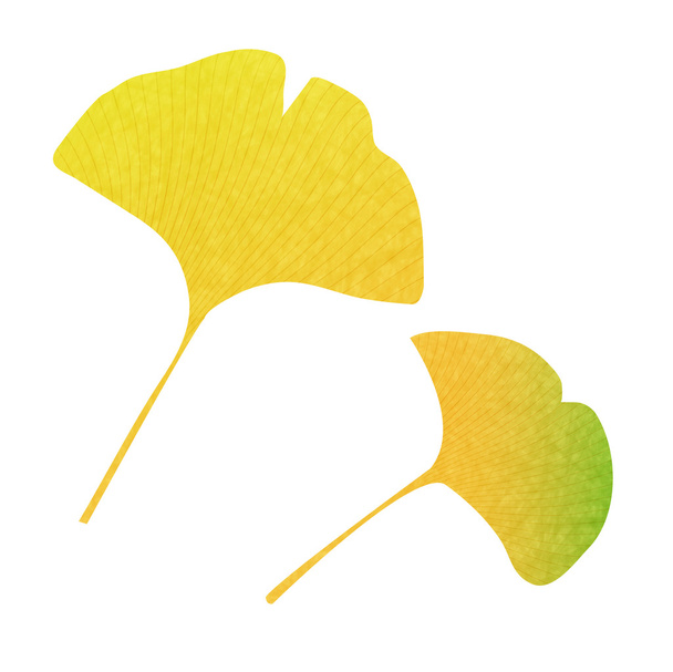 Ginkgo autumn leaves fall icon - Вектор,изображение