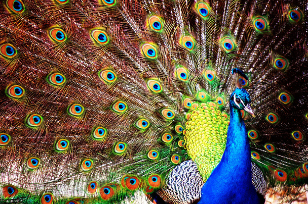 Peacock - Photo, Image
