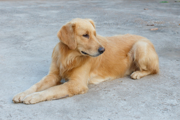 animal de estimação detalhe cão
  - Foto, Imagem