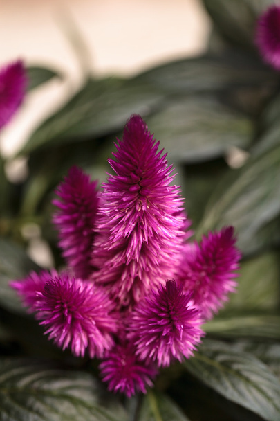 Фиолетовый розовый цветок Целозии
 - Фото, изображение