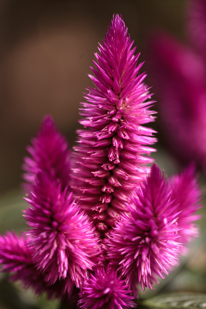 Фиолетовый розовый цветок Целозии
 - Фото, изображение