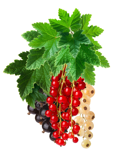 Clusters (bunches) of red,white and black currants together - Photo, Image