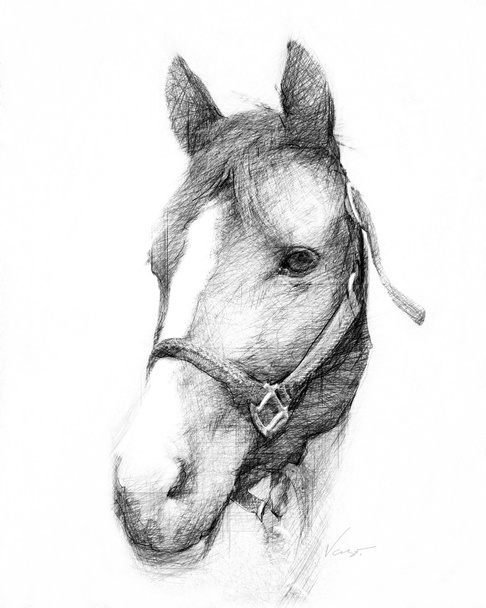 hlava koně - Fotografie, Obrázek