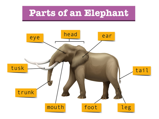 Différentes parties de l'éléphant sauvage
 - Vecteur, image