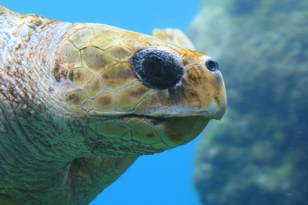tortue de mer - Photo, Image