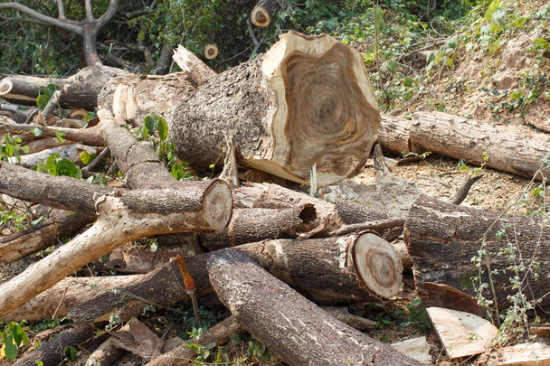 Dřeva řezání detail přírodní objekt - Fotografie, Obrázek