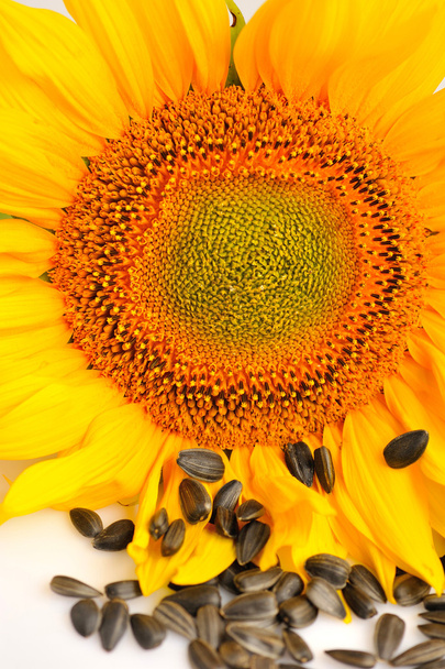 Yellow sunflowers and sunflower seeds on a white background - Photo, Image