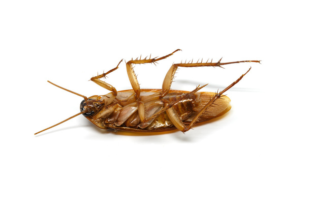 Cockroach on white background - Photo, Image