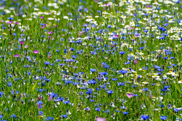 Renkli yaz çayır kır çiçekleri ile - Fotoğraf, Görsel