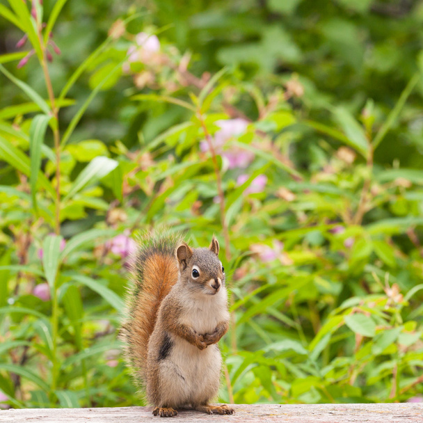 Curieux mignon écureuil rouge américain posant vigilant
 - Photo, image