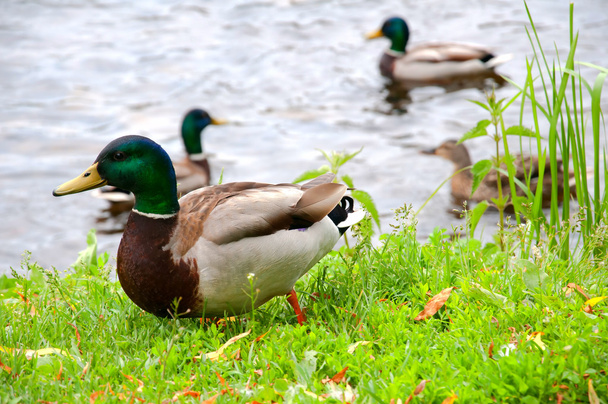 Ducks in city park - Fotografie, Obrázek
