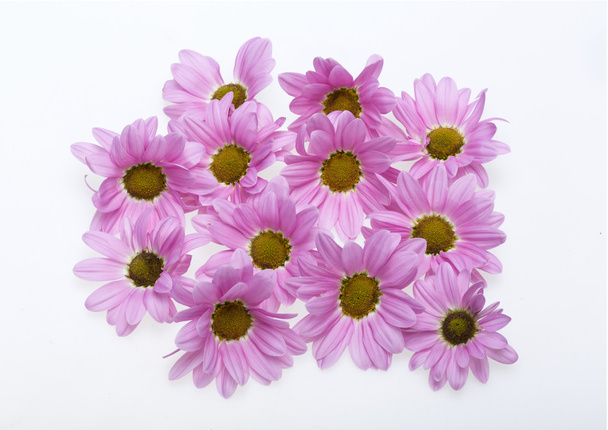Gros plan sur les fleurs de chrysanthème
 - Photo, image