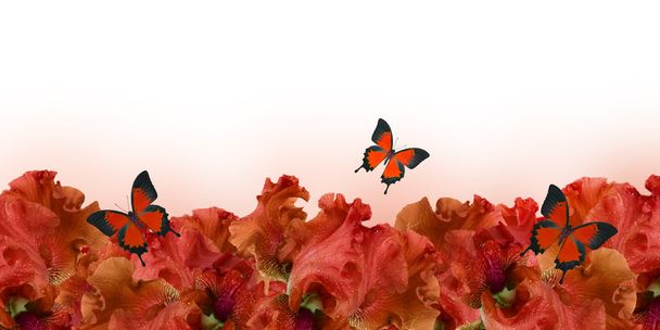  水の滴を素晴らしい背景新鮮な菖蒲の花  - 写真・画像