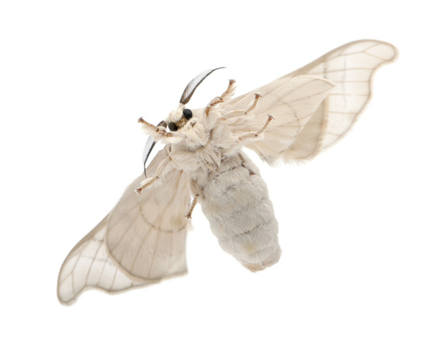 Kotimainen Silkmoth, Bombyx mori, alapuolella näkymä valkoista taustaa vasten
 - Valokuva, kuva