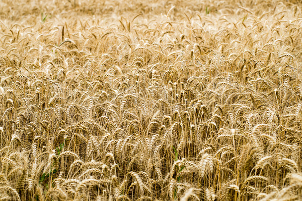 Yellow wheat field close up macro photograph - Foto, Bild