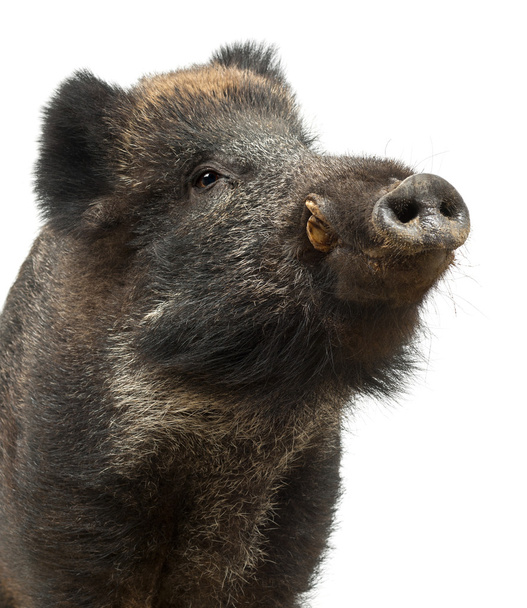 Wild boar, also wild pig, Sus scrofa, 15 years old, portrait standing against white background - Photo, Image