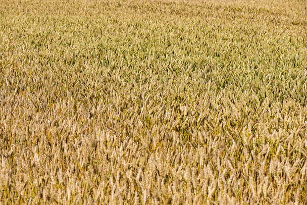 黄色の麦畑をクローズ アップ マクロ写真 - 写真・画像