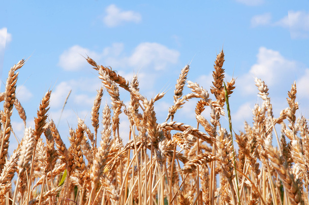 Orejas amarillas de trigo en el campo
, - Foto, Imagen