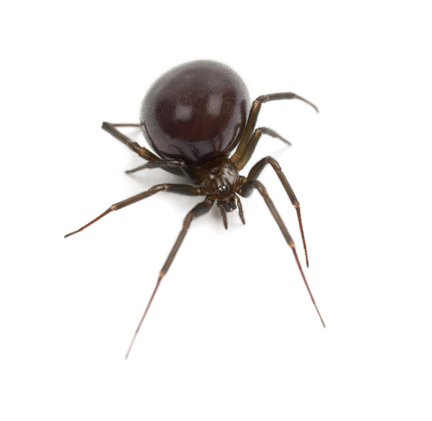 Common House Spider, Parasteatoda tepidariorum, valkoisella pohjalla
 - Valokuva, kuva