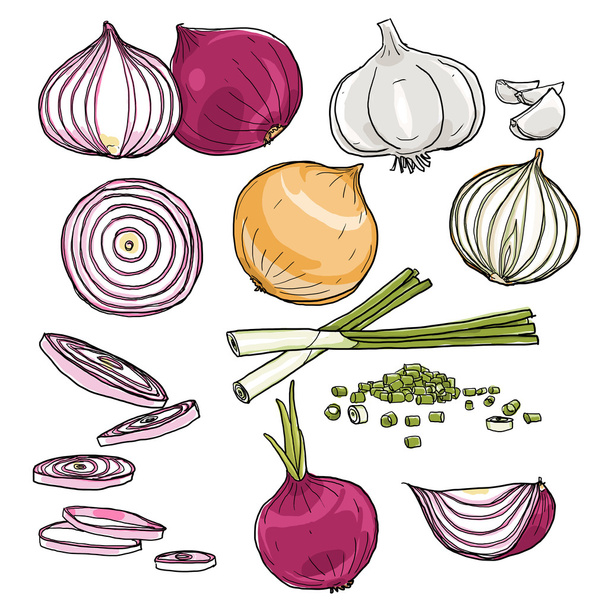 onion  set of  hand drawn art painting illustration - Foto, Bild