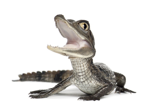 Очковий Caiman, Caiman crocodilus, також відомий як на Caiman білий або загальні Caiman, 2 місяців, проти білий фон - Фото, зображення