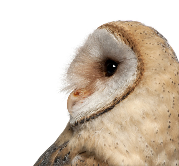 Barn Owl, Tyto alba, 4 months old, close up against white background - Foto, Imagen