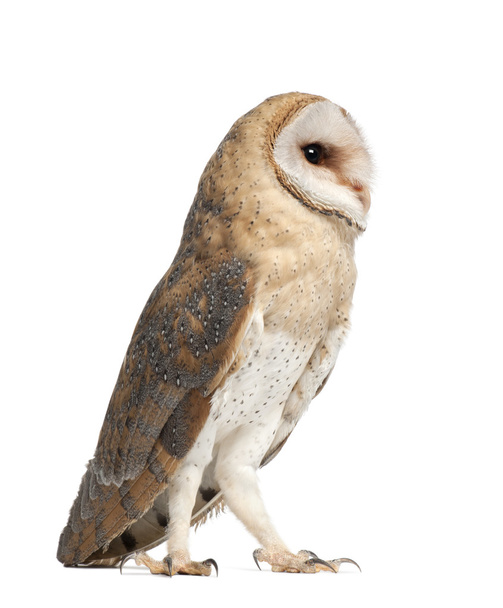 Barn Owl, Tyto alba, 4 months old, standing against white background - Fotó, kép