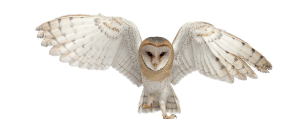 Barn owl, tyto alba, 4 maanden oud, portret vliegen tegen witte achtergrond - Foto, afbeelding