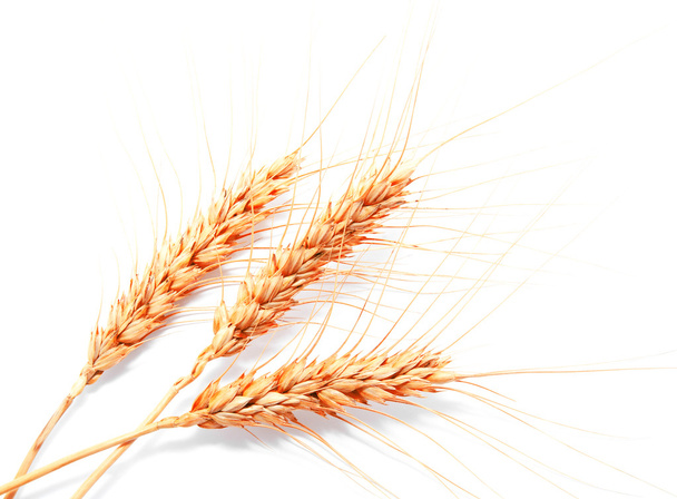 Пшеничные уши изолированы на белом фоне
  - Фото, изображение