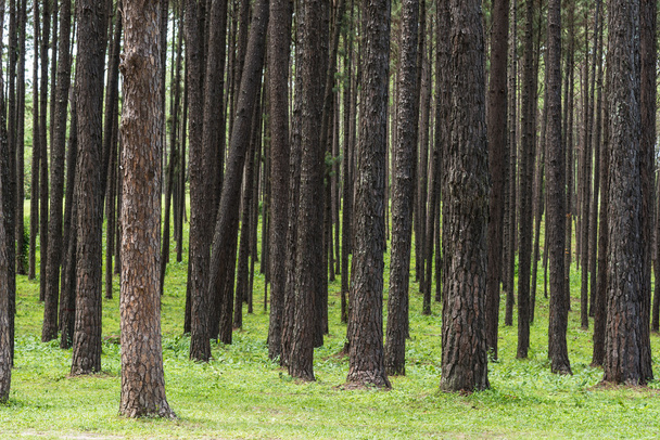 Pine tree forest. - Фото, зображення