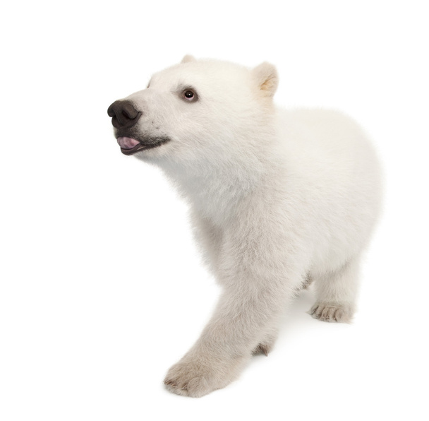 Polar bear cub, Ursus maritimus, 6 months old, against white background - Photo, Image