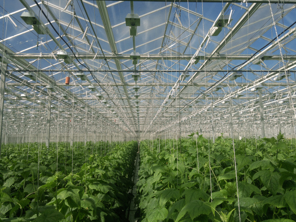 Cucumbers growing in a greenhouse for hydroponics. Fresh organic cucumbers - Photo, image