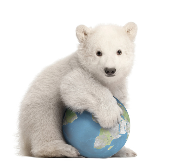 Cachorro oso polar, Ursus maritimus, de 3 meses de edad, con globo terráqueo sentado sobre fondo blanco
 - Foto, imagen